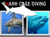 Shark diving, Shark cage diving,Shark Cage Diving South Coast, things to do South Coast, South Coast activities, South Coast diving with sharks