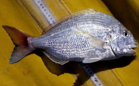 Buitensporig wit Schande Fishing Regulationsin South Africa - KZN South Coast